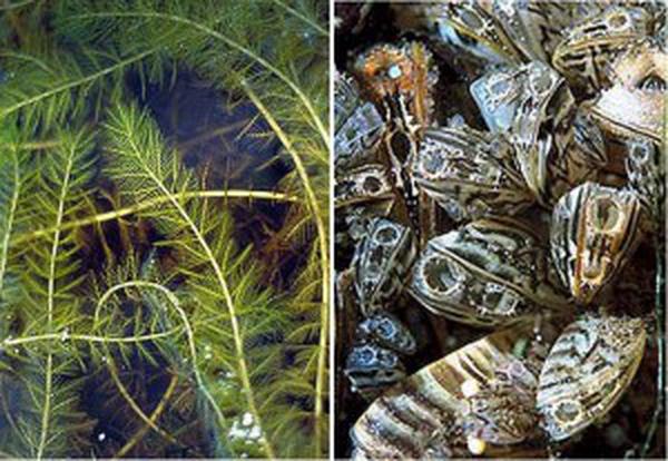 20090717_eurasian_water_milfoil_zebra_mussels_33-300x207.jpg